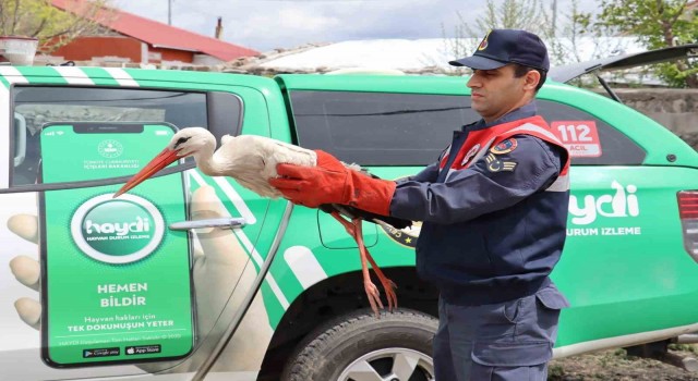 Ağrıda yaralı halde bulunan leylek tedavi altına alındı