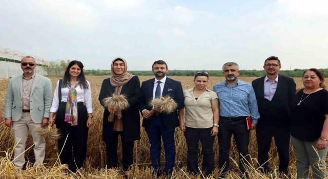 Akdenizde ekmeklik yakamoz buğdayının hasadı yapıldı