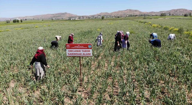Aksarayın organik sarımsağı Rusya ve Almanya antibiyotiğinde