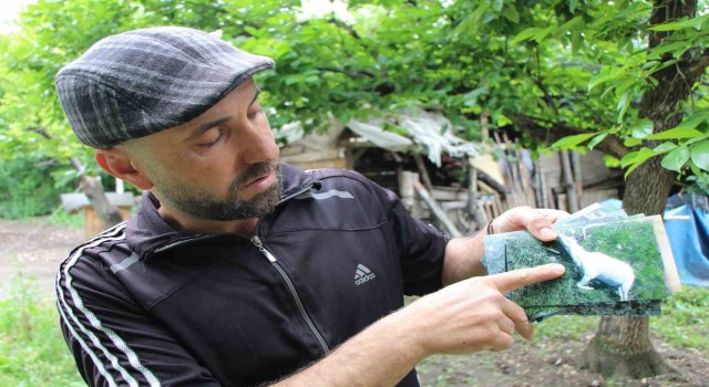Amasyada kurtlar sürüye saldırdı: 19 koyun telef, 11 kayıp