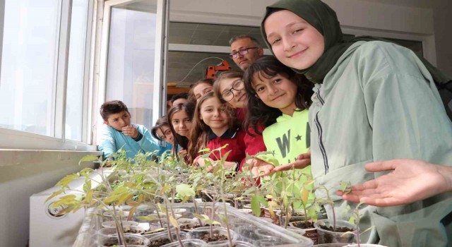 Amasyalı öğrenciler okulda ata tohumu ekip fide yetiştirdi