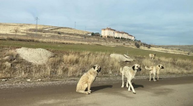 Ankarada parkta yürüyen vatandaş başıboş köpeklerin saldırısına uğradı