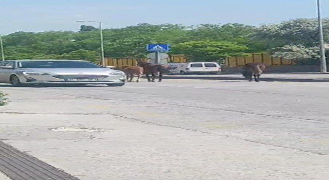 Ankarada yolda dolaşan sahipsiz atlar trafiği tehlikeye soktu