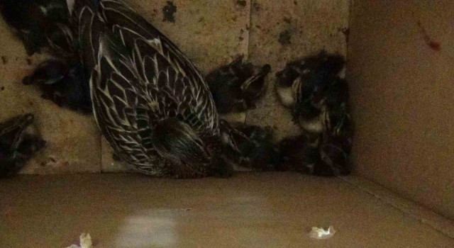 Anne ördek ve yavruları DKMPye teslim edildi