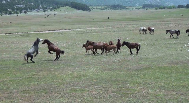 Antalyanın yılkı atları