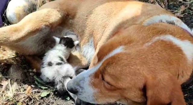 Ayvacıkta annesinin terk ettiği yavru kediye, köpek annelik yapıyor