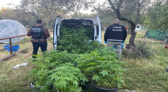 Ayvalıkta polisten uyuşturucu operasyonu