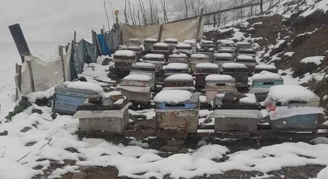 Balı ile ünlü Anzer Yaylasına çıkan vatandaşların kar şaşkınlığı
