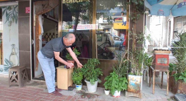 Balıkesirde iki yıllık biber fidesi meyve verdi