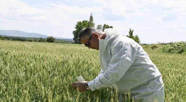 Balıkesirde süne ile biyolojik mücadele başladı