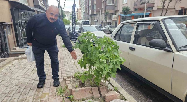 Bandırmada sokakların yeşillenmesi için çağrı