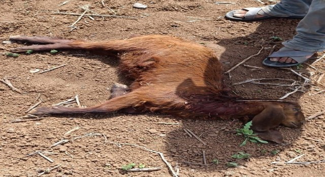 Başıboş köpekler, küçükbaş hayvanlara saldırdı