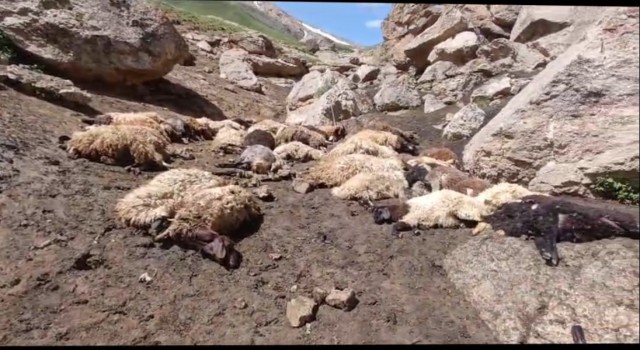 Başkalede sürüye kurtlar saldırdı, 74 koyun telef oldu