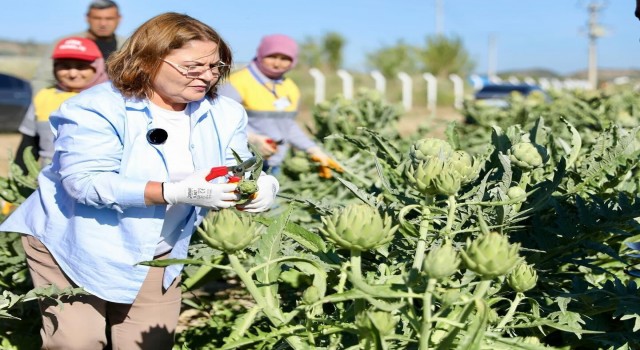 Başkan Gençay, enginar hasadına katıldı