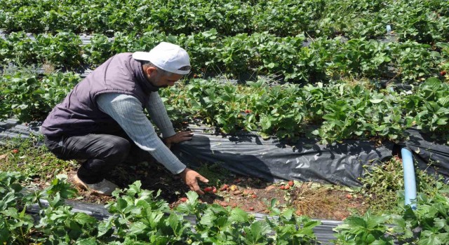 Batmanda dolu yağışı çilek bahçelerini vurdu