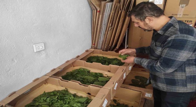 Batmanda unutulmaya yüz tutan mesleklerden ipek böcekçiliği yeniden canlandırılıyor