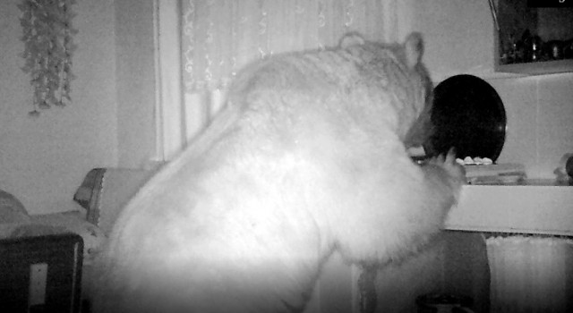 Bayburtta yayla evine giren ayı eşyaları dağıttı kapı ve pencereleri kırdı