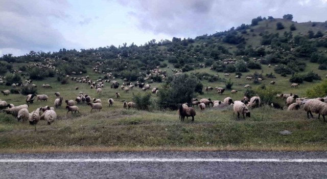 Besiciler yayla yolculuklarında Kulp ilçesine vardı