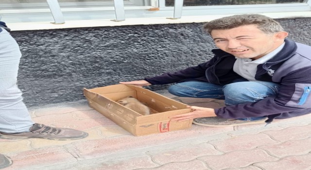Beyşehirde bitkin vaziyette bulunan tilki yavrusu koruma altına alındı
