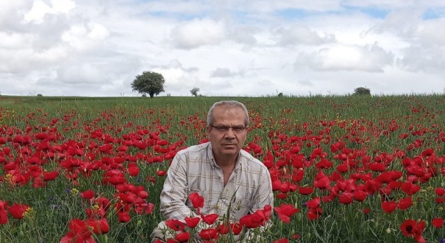 Beyşehirde ekin tarlaları kırmızıya boyandı