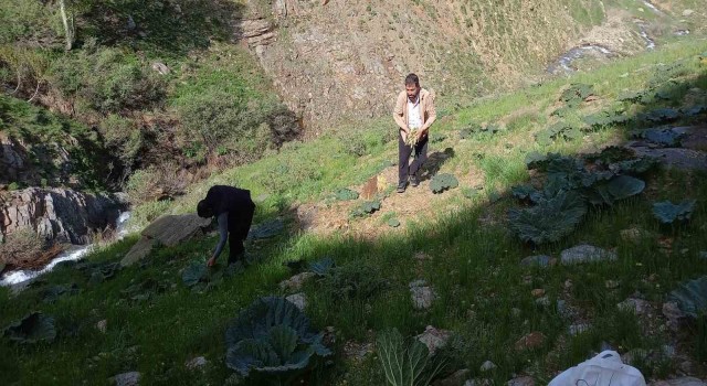 Bitliste zorlu yayla muzu mesaisi başladı