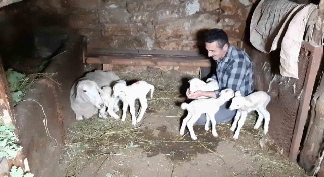 Boluda bir koyun seferde beşiz doğurdu
