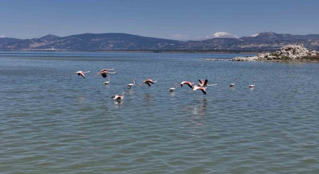 Burdur Gölünü besleyen yer altı su kaynakları su kuşlarına ev sahipliği yapıyor