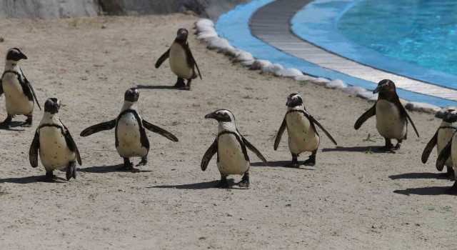 Bursa Hayvanat Bahçesinde penguen ailesine 2 yeni üye