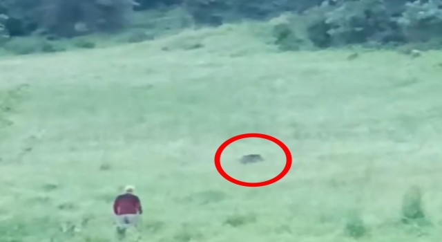 Bursada aç kalan domuz sürüsü şehre indi, vatandaşlar kovaladı