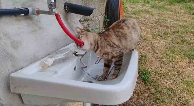 Çeşmeden su içen kedi Yıldız gülümsetti