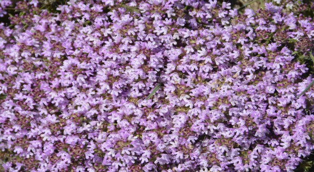 Denizli biyoçeşitlilik açısından Türkiyede önemli bir yere sahip