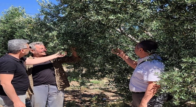 Didimde zeytin bahçelerinin röntgeni çekildi