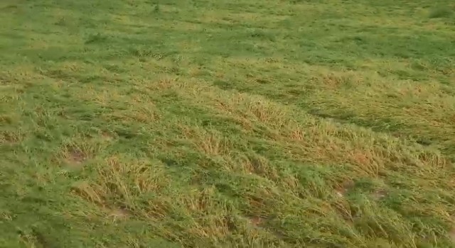 Diyarbakırda dolu yağışı ekili arazileri vurdu