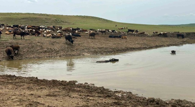 Diyarbakırda hayvanların içme suyunun karşılandığı göletler onarılıyor