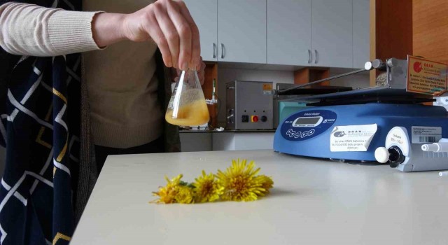 Doğada ki şifa, Karahandiba