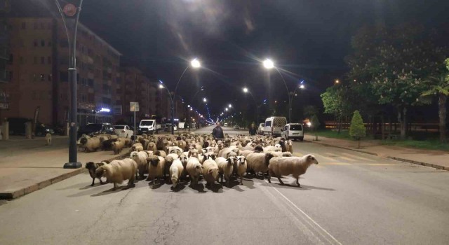 Doğu Karadenizde sürüler yaylalara çıkmaya başladı