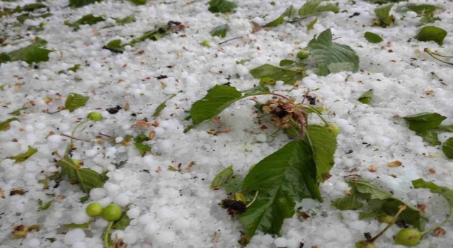 Domaniçte meyve ağaçlarını dolu vurdu