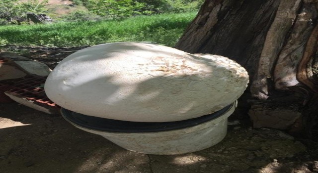 Elazığda 13 kilogramlık dev mantar bulundu