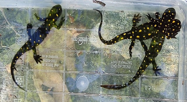 Elazığda benekli semender izleme çalışması yapıldı