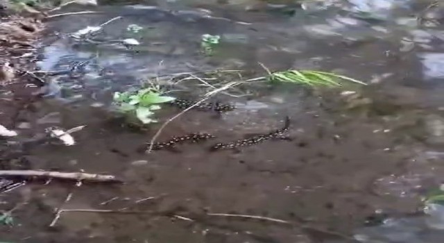 Elazığda sarı benekli semender görüldü