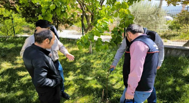 Emette çiftçilere uygulamalı budama ve aşılama eğitimi