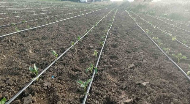 Eskişehirde geçtiğimiz günlerde yaşanan zirai don ve kırağı sonrası fideler zarar gördü