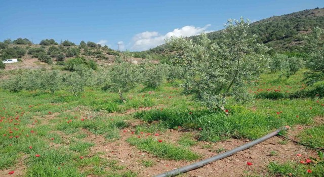 Eskişehirde zeytin ağaçları çiçek açtı