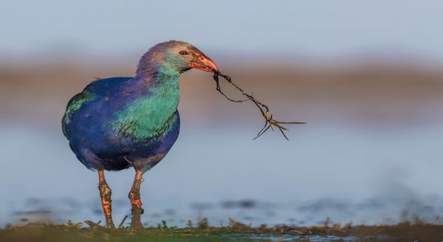 Fotoğraf tutkunu savcı, 350ye yakın kuş türünü fotoğrafladı
