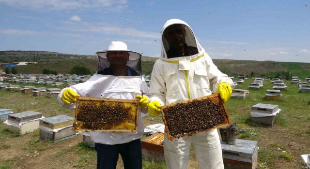 Gezgin arıcılar zengin floralı Bozok Yaylasını tercih ediyor