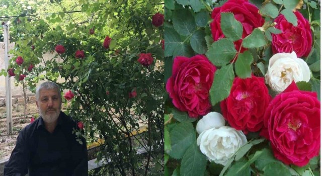 Gül şehrinde Gül reçeli yapımı başladı