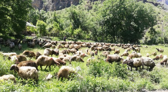 Hakkaride tır devrildi, onlarca koyun telef oldu