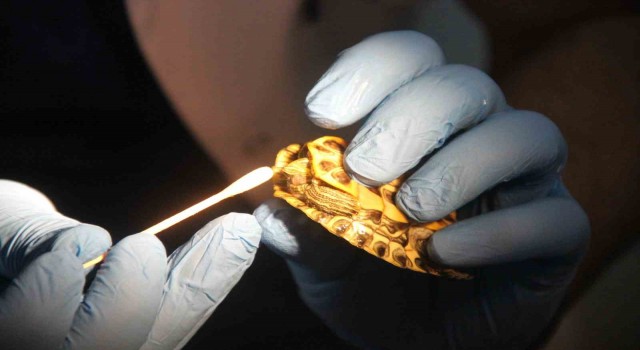 Hayvanseverler dikkat, uzmanı uyardı