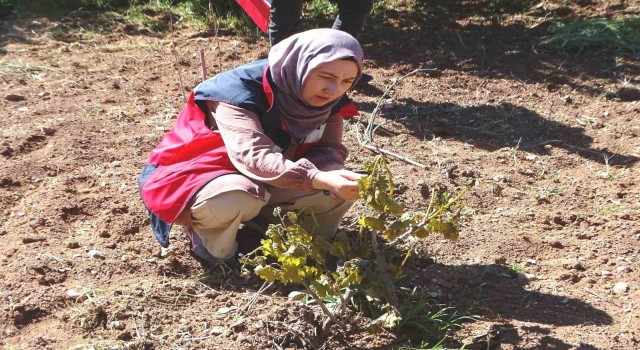 Hisarcıkta sebze ekili alanlar ve meyve ağaçları dondan zarar gördü