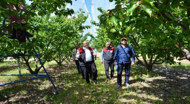 İhracatlık kiraz üretim merkezi Honazda bu yıl 5 bin ton rekolte bekleniyor